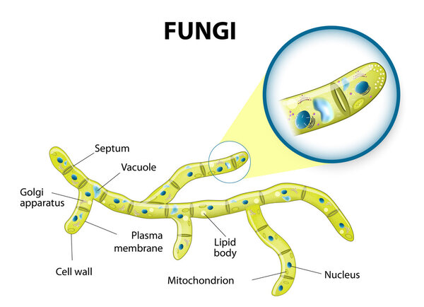 Fungi cell