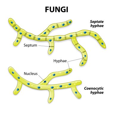 Fungi. Classification based on cell division clipart
