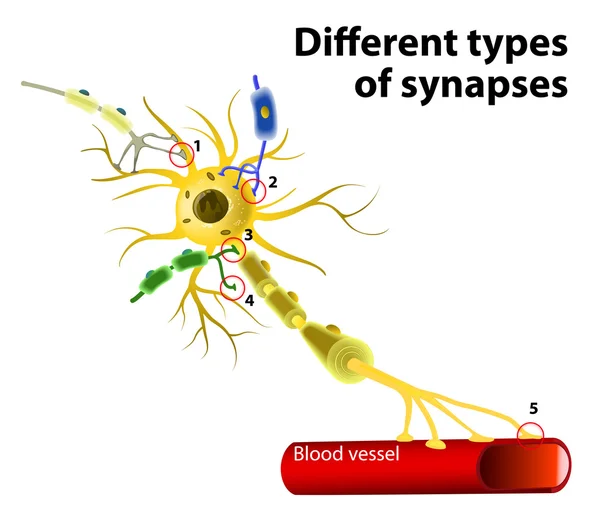 Různé typy synapse — Stockový vektor