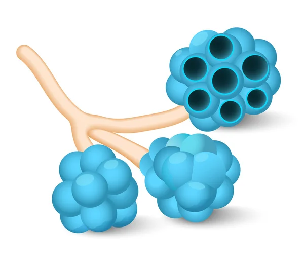 Alveoli — Stock Illustration Alveoli Royalty Free Stock Illustrations