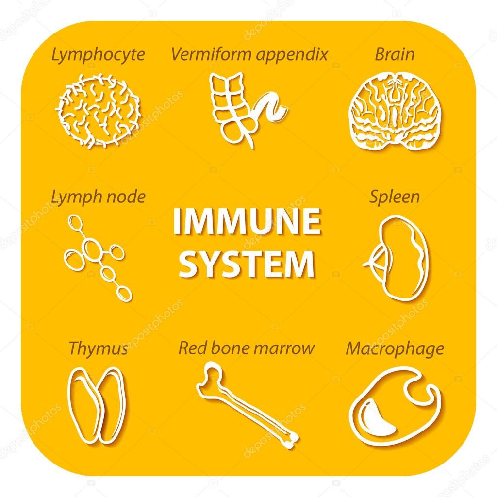 Set icons with shadow. Human Immune system