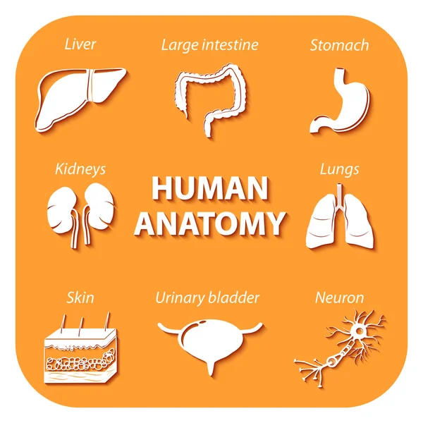 Symbole mit Schatten setzen. menschliche Anatomie — Stockvektor