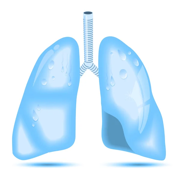 Drops of water in the shape of human lung — Stock Illustration Drops of water in the shape of human lung Stock Illustration