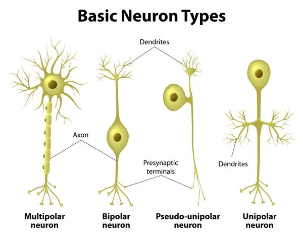 Tipos de neuronas — Vector de stock