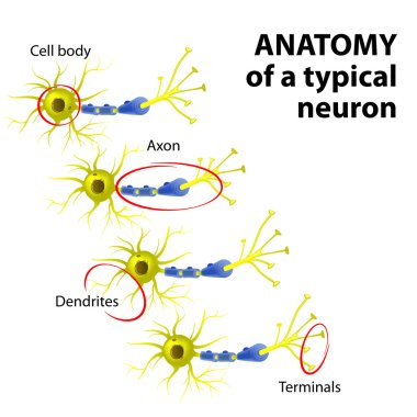 Anatomy of a typical neuron clipart