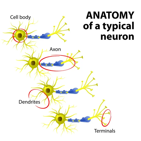 Anatomía de una neurona típica — Vector de stock