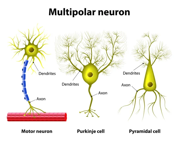 Tipos de neurônios multipolares —  Vetores de Stock