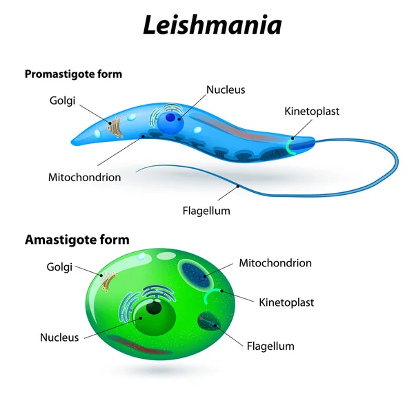 Structure de la leishmanie — Image vectorielle