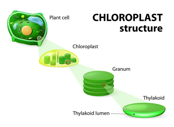 Kloroplast yapısı — Stok Vektör