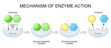 Enzim hareketi mekanizması. Etkin sitesi, substratı ve ürünleri olan bir enzim. Vektör illüstrasyonu