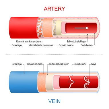 Artery and Vein Anatomy. Structure and Blood Flow. Cross section of blood vessel wall. Circulatory system. Red - oxygenated blood, blue - deoxygenated. Vector illustration