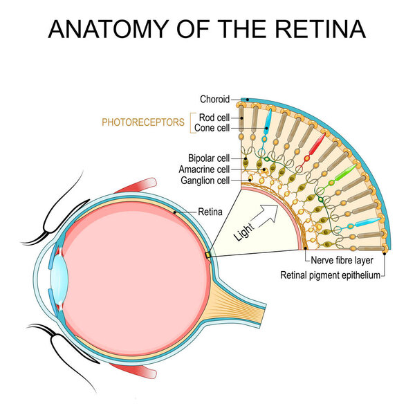 Anatomy of the retina. Human eye. Photoreceptor cells. Cone cell and rod cell. Vector illustration