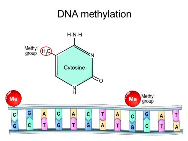 DNA metilasyonu. Metil grupla sitozinin moleküler kimyasal yapısal formülü ve modeli. Vektör illüstrasyonu