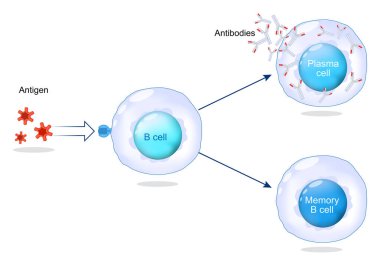 B-hücresi aktivasyonu, plazma hücresi, antikorlar ve hafıza B hücresi. Humoral dokunulmazlık. Uyarlanabilir bağışıklık tepkisi, Vektör illüstrasyonu