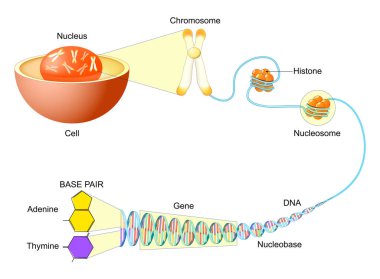 Hücre içinde DNA Yapısı ve Paketleme. Genetik materyal hiyerarşisi. Moleküler biyoloji. Vektör illüstrasyonu