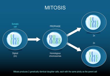 Mitoz. Somatik hücre bölünmesi. Genetik olarak aynı diploid hücreler. Vektör illüstrasyonu
