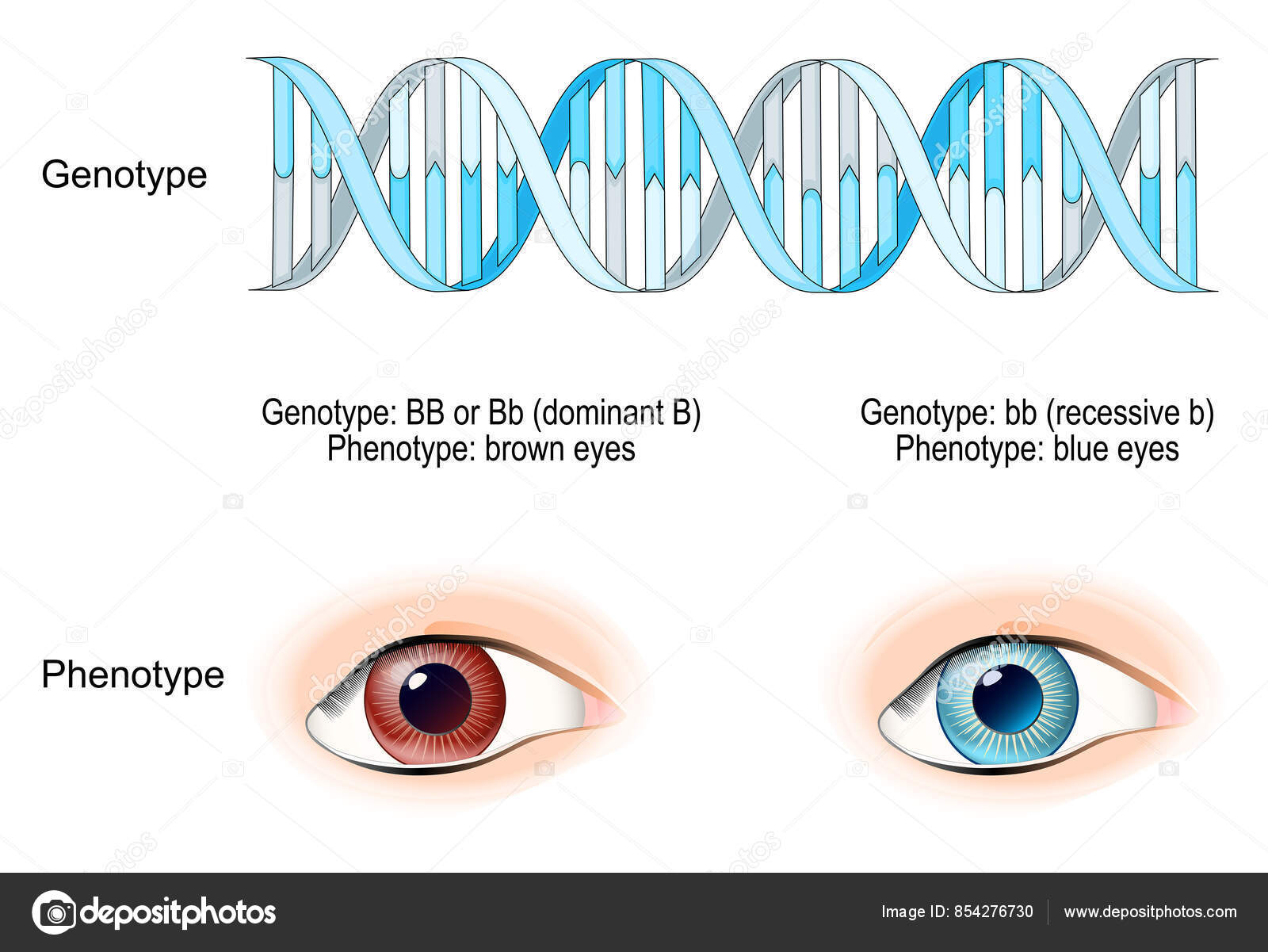 Imagens vetoriais de Alelo | DepositPhotos, image size:1600x1201