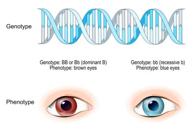 The difference between genotype and phenotype. Phenotype and Genotype Relationship. Dominant gene and recessive gene. For example human eyes color. Vector illustratio