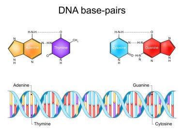 DNA baz çiftleri. DNA 'nın yapısı. Cytosine, Guanine, Thymine ve Adenine 'in iskelet kimyasal formülü. Şeker fosfat omurgalı ve baz çiftli DNA çift sarmalı. Vektör illüstrasyonu