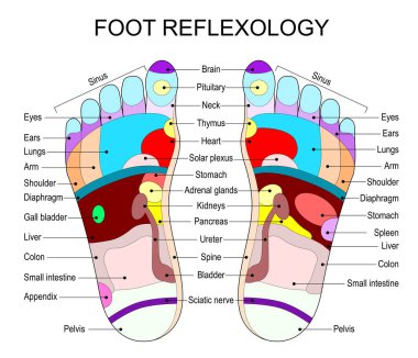 Ayak refleksolojisi. Ayak masajı haritası. Akupres terapisi. Alternatif tıp. Vektör illüstrasyonu