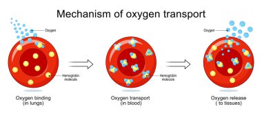 Oksijen taşıma mekanizması. Kırmızı kan hücreleri, oksijen ve hemoglobin molekülleri. Eritrolit 'e yakın çekim. Vektör illüstrasyonu