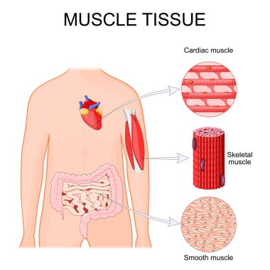 Kas dokusu tipleri. Kalbinde kalp kası, pazı ve triseps gibi iskelet kası, sindirim sisteminde pürüzsüz doku, bağırsak ve ince bağırsak. İnsan vücudu anatomisi. Vektör illüstrasyonu