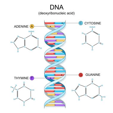 DNA yapısı. Çift sarmal deoksiribonükleik asit. Guanine, Cytosine, Thymine ve Adenine moleküllerinin kimyasal yapısal formülü ve modeli. Vektör illüstrasyonu