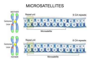 Mikro uydular. Kromozom ve DNA. PCR testi. Allele, DNA parmak izi. Genom analizi. Kısa ikili tekrarlar. Vektör illüstrasyonu.