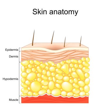 Deri anatomisi. İnsan derisinin katmanları. Derinin Epidermis, Dermis, Hipodermis ve Kas dokusu ile çapraz kesimi.