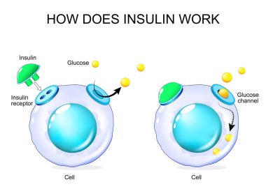 İnsülin nasıl etki eder? Glikoz kanalı ve insülin reseptörlü hücre. Vektör çizimi. Tıbbi diyagram.