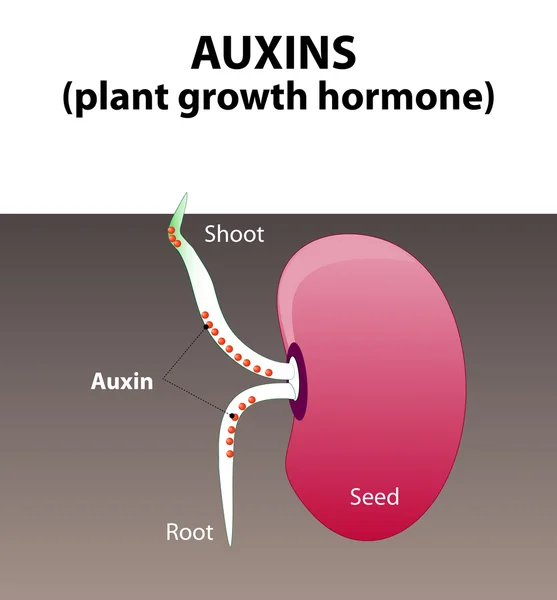 Auxins. plant hormone — Stock Illustration Auxins. plant hormone Royalty Free Stock Vectors