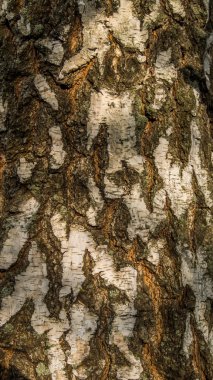 Beyaz-gri, huş ağacı kabuğu çatlak