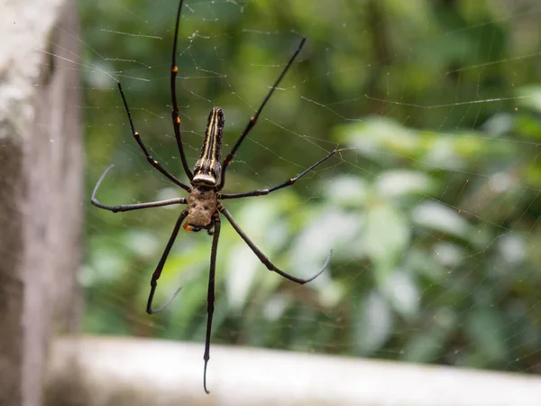 Μια Τεράστια Αράχνη Στον Ιστό Της Αράχνης Στην Ταϊβάν — Φωτογραφία Αρχείου