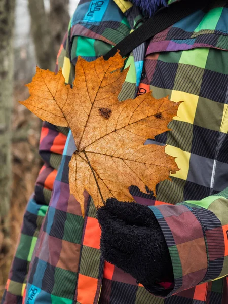 一个穿着五颜六色夹克的人手里拿着一片黄色的秋叶 — 图库照片