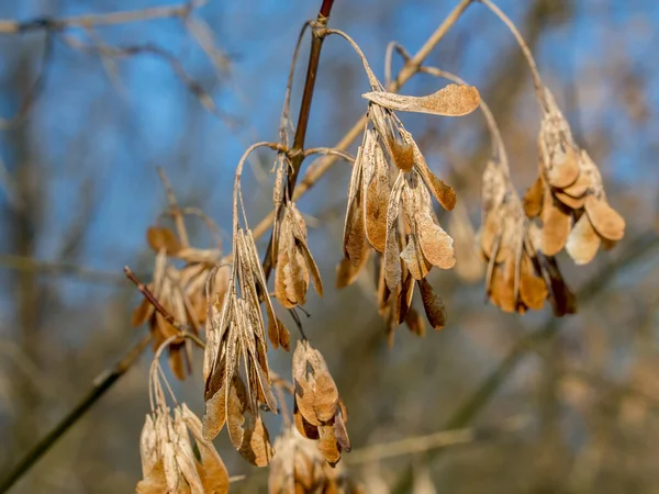 Dry Noses Maple Tree Winter — Stock Photo, Image