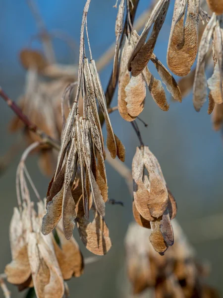 Dry Noses Maple Tree Winter — Stock Photo, Image