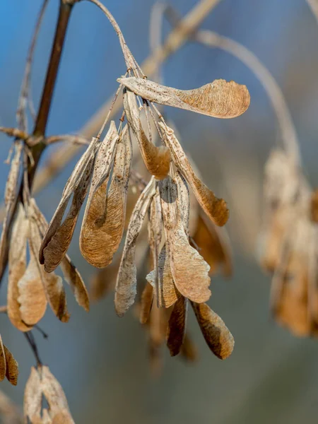 Dry Noses Maple Tree Winter — Stock Photo, Image