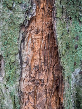 Geçmişi. Görünür büyük çatlakları ve yosunları olan ağaç kabuğu.
