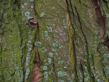 Geçmişi. Görünür büyük çatlaklara ve alglere sahip ağaç kabuğu