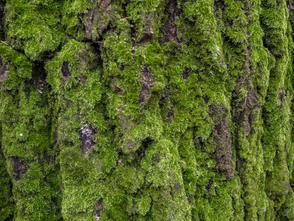 Antecedentes Corteza Árbol Cubierto Musgo Verde — Foto de Stock