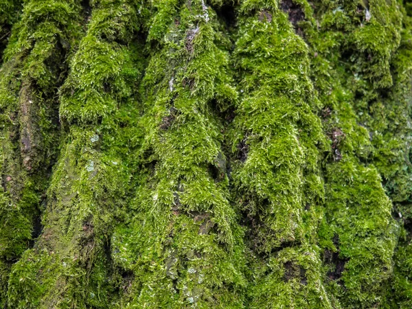 Antecedentes Corteza Árbol Cubierto Musgo Verde — Foto de Stock