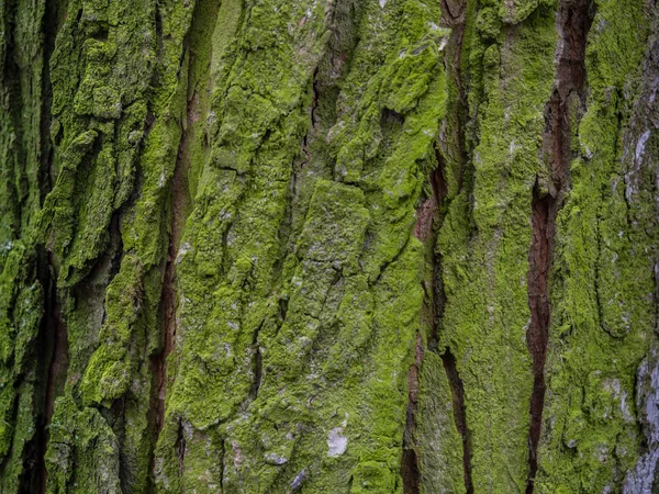 그라운드 보이는 커다란 조류가 나무껍질 — 스톡 사진