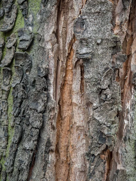 Antecedentes Corteza Árbol Con Grandes Grietas Visibles Algas — Foto de Stock