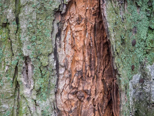 Geçmişi Görünür Büyük Çatlakları Yosunları Olan Ağaç Kabuğu — Stok fotoğraf