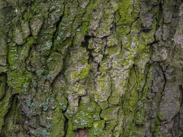 Achtergrond Boom Schors Met Zichtbare Grote Scheuren Algen — Stockfoto