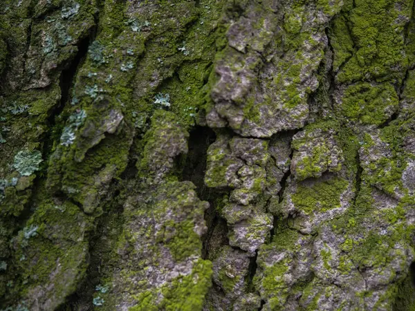 Geçmişi Görünür Büyük Çatlaklara Alglere Sahip Ağaç Kabuğu — Stok fotoğraf