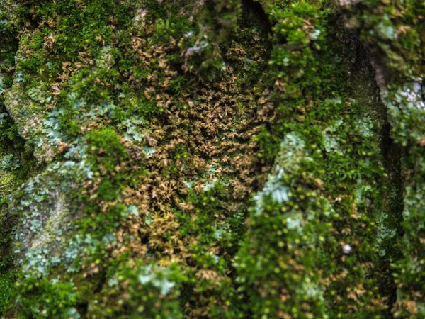 Antecedentes Corteza Árbol Cubierto Musgo Verde — Foto de Stock