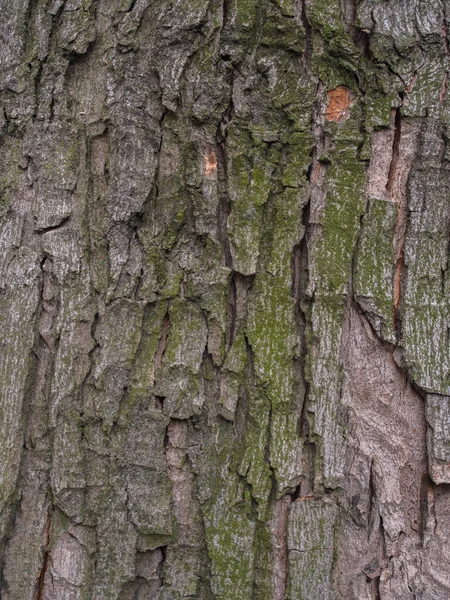 Kontekst Kora Drzewa Widocznymi Dużymi Pęknięciami Glonami — Zdjęcie stockowe