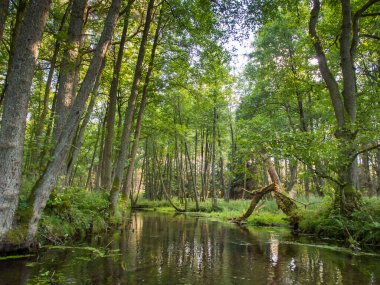 Suya yansıyan ağaçlar. Dobrzyca Nehri kano gezisi