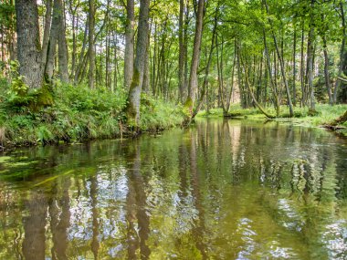 Suya yansıyan ağaçlar. Dobrzyca Nehri kano gezisi